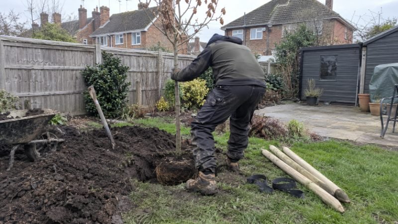 Tree Planting services in Portsmouth, Portsmouth